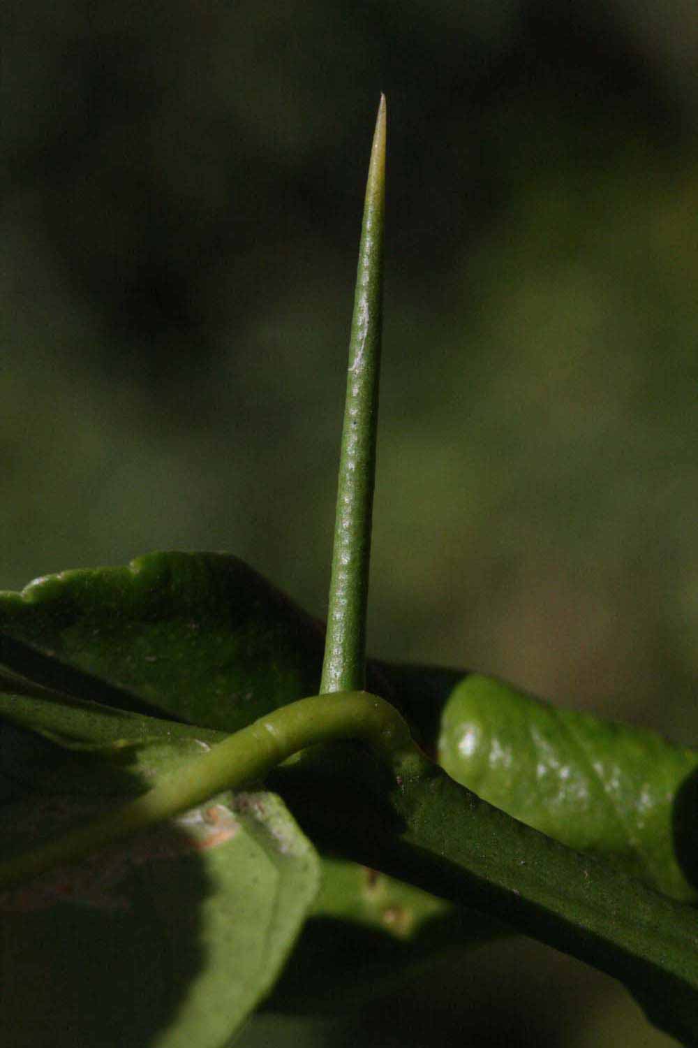              First year twig (Riverside, CA)       